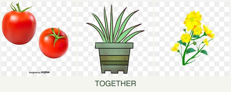 Can you plant tomatoes, lemongrass and calendula together?