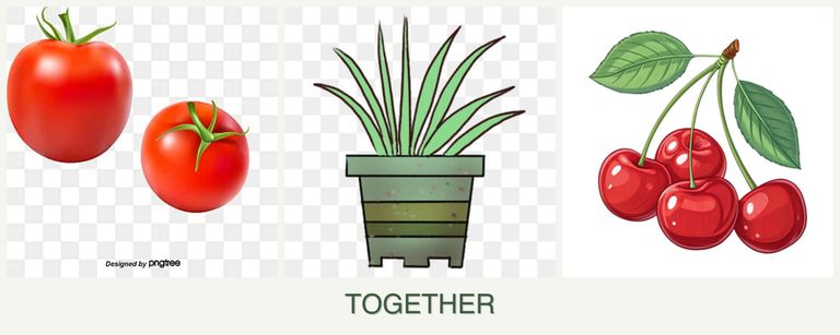 Can you plant tomatoes, lemongrass and cherries together?