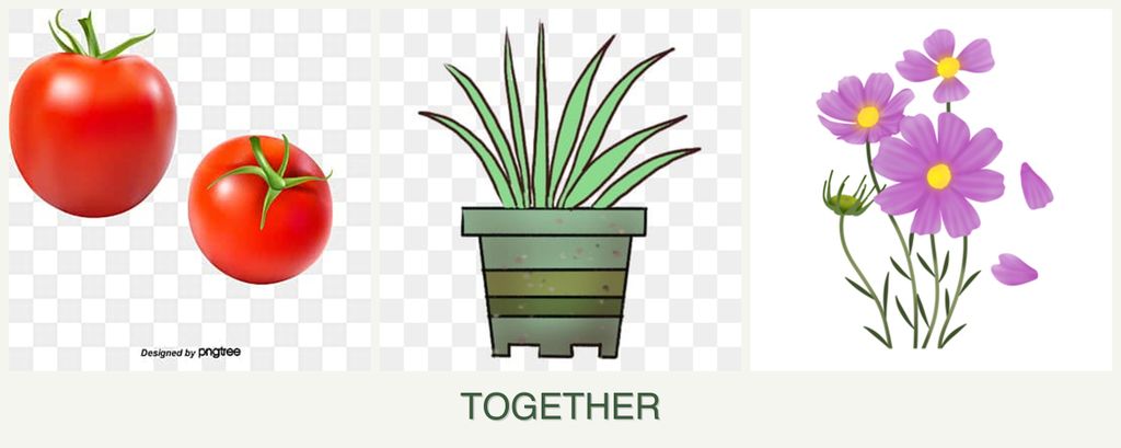 Can you plant tomatoes, lemongrass and cosmos together?