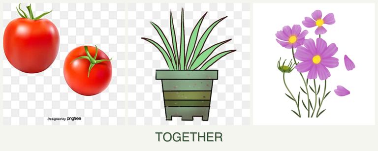 Can you plant tomatoes, lemongrass and cosmos together?