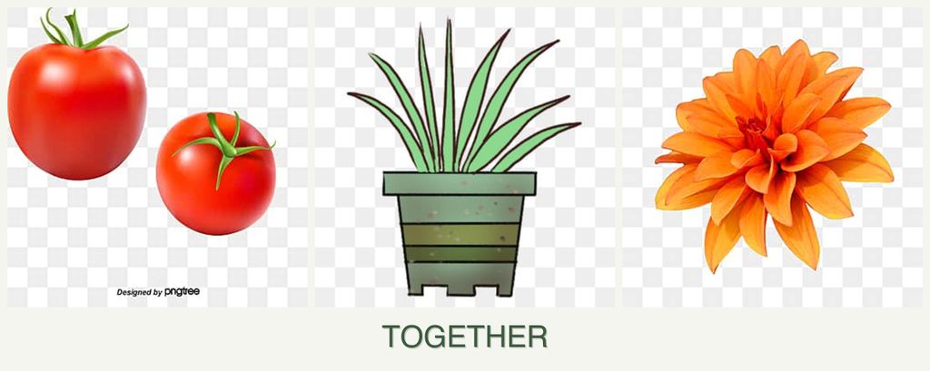 Can you plant tomatoes, lemongrass and dahlias together?