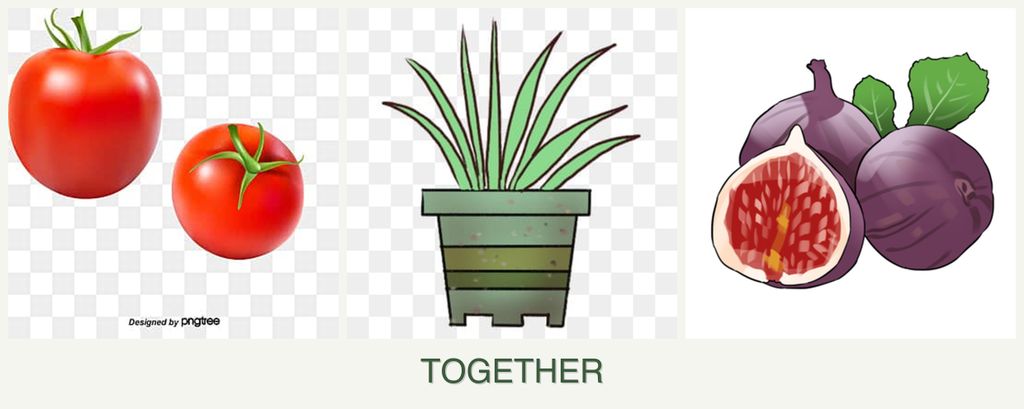 Can you plant tomatoes, lemongrass and figs together?