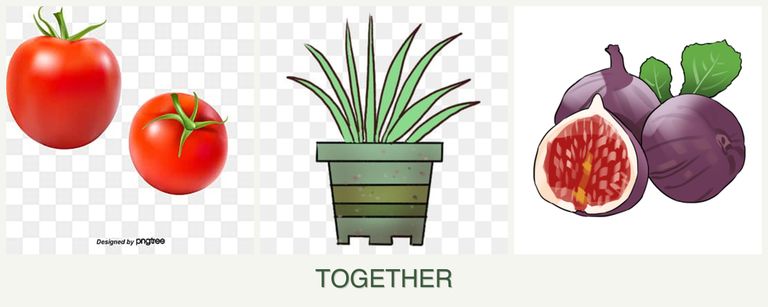 Can you plant tomatoes, lemongrass and figs together?