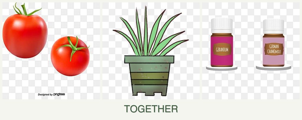 Can you plant tomatoes, lemongrass and geraniums together?