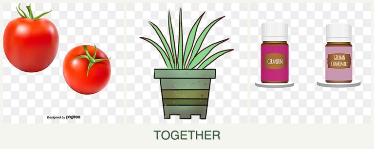 Can you plant tomatoes, lemongrass and geraniums together?