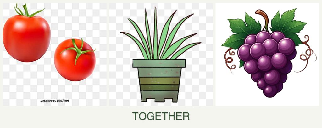 Can you plant tomatoes, lemongrass and grapes together?