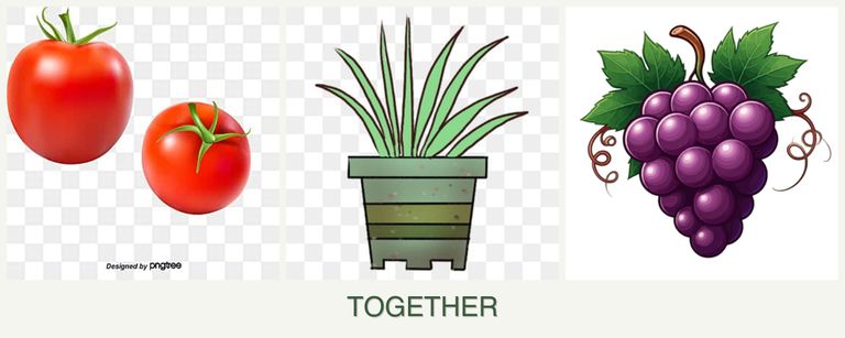 Can you plant tomatoes, lemongrass and grapes together?