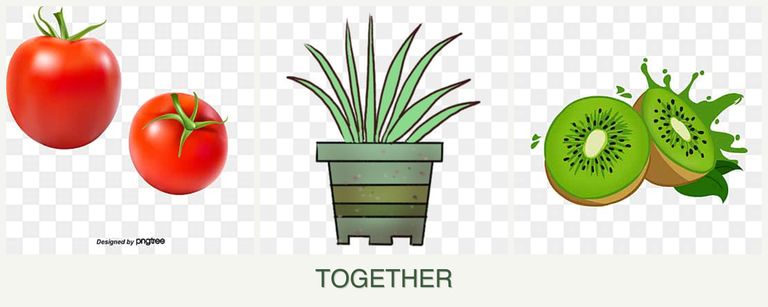 Can you plant tomatoes, lemongrass and kiwi together?