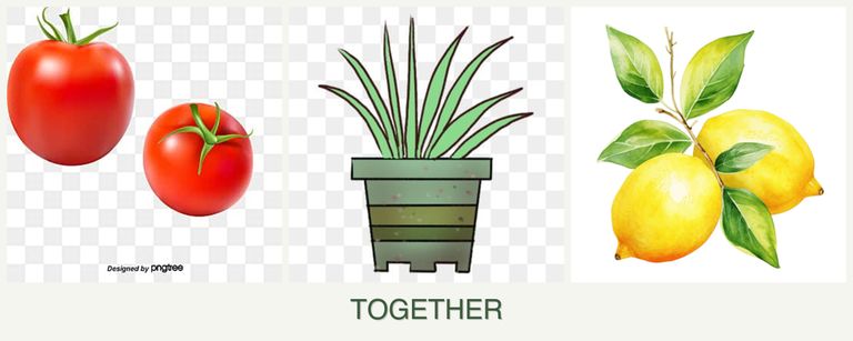 Can you plant tomatoes, lemongrass and lemons together?