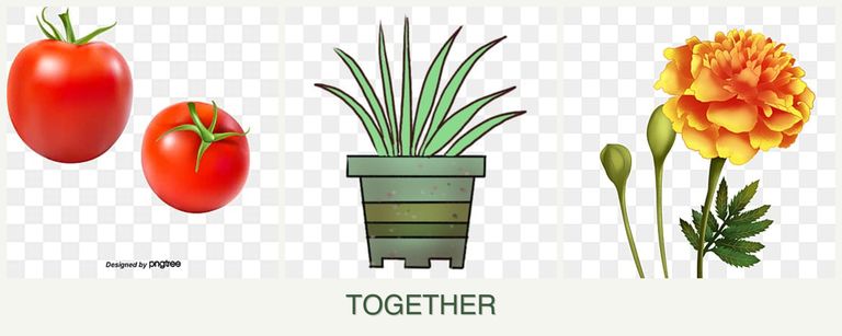 Can you plant tomatoes, lemongrass and marigolds together?