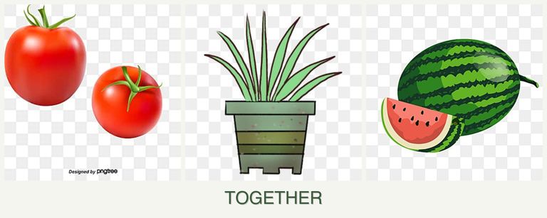 Can you plant tomatoes, lemongrass and melons together?
