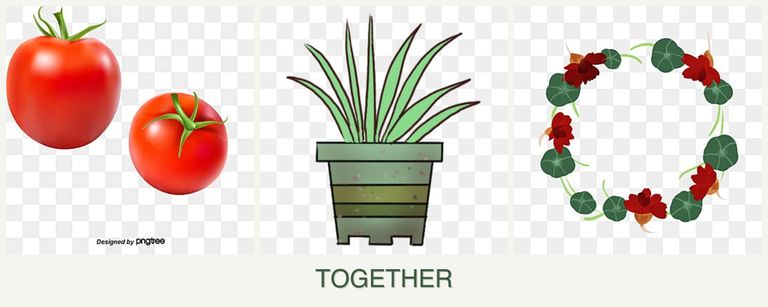 Can you plant tomatoes, lemongrass and nasturtiums together?