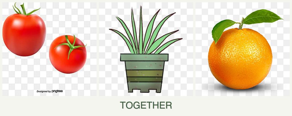 Can you plant tomatoes, lemongrass and oranges together?