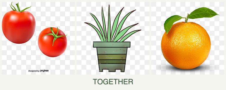 Can you plant tomatoes, lemongrass and oranges together?