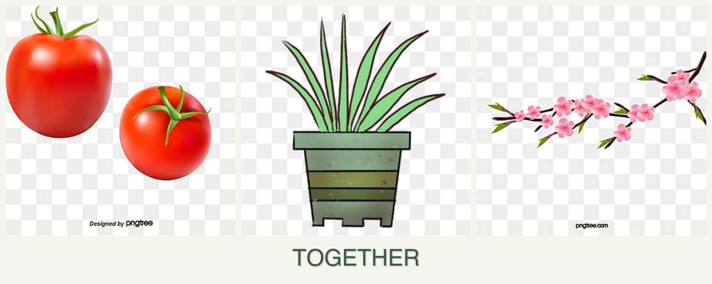 Can you plant tomatoes, lemongrass and peaches together?