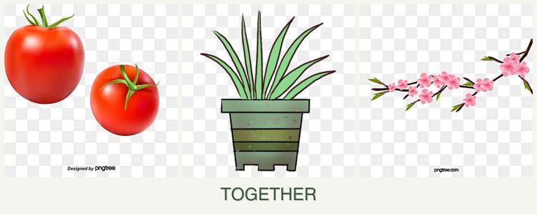 Can you plant tomatoes, lemongrass and peaches together?