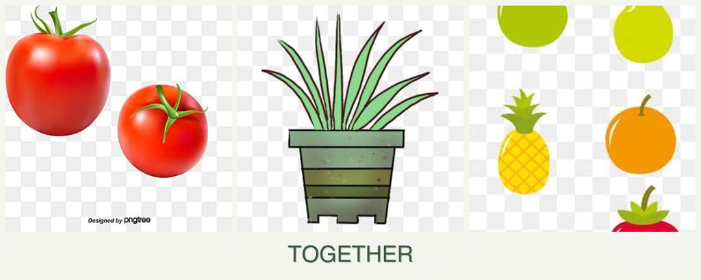 Can you plant tomatoes, lemongrass and pears together?