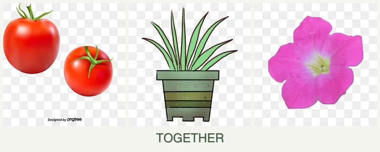 Can you plant tomatoes, lemongrass and petunias together?