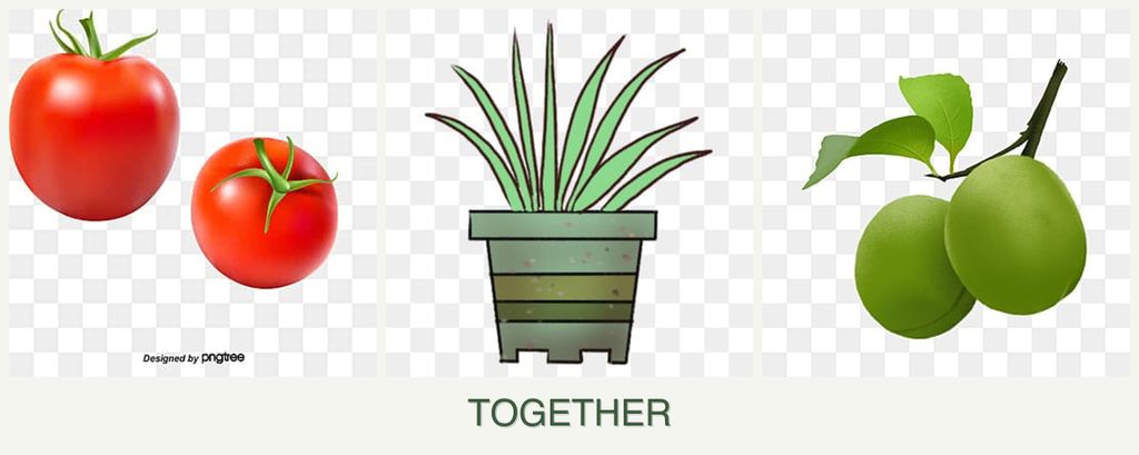 Can you plant tomatoes, lemongrass and plums together?