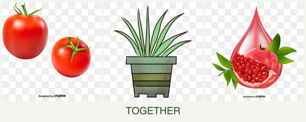 Can you plant tomatoes, lemongrass and pomegranates together?