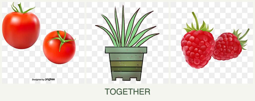 Can you plant tomatoes, lemongrass and raspberries together?