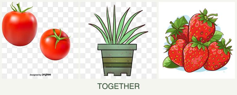 Can you plant tomatoes, lemongrass and strawberries together?