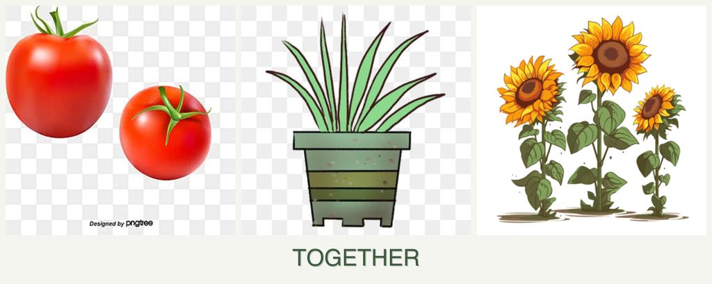 Can you plant tomatoes, lemongrass and sunflowers together?