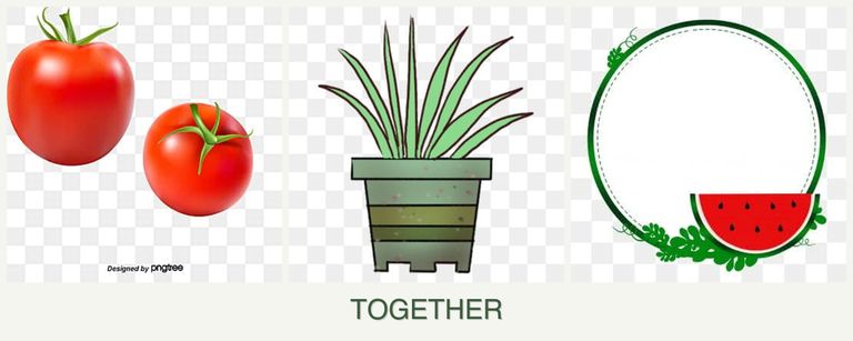 Can you plant tomatoes, lemongrass and watermelons together?