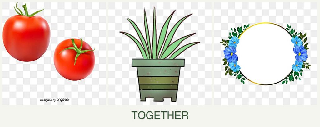 Can you plant tomatoes, lemongrass and zinnias together?