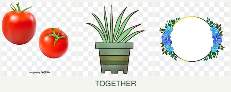 Can you plant tomatoes, lemongrass and zinnias together?