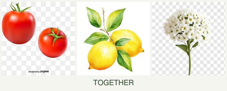 Can you plant tomatoes, lemons and alyssum together?