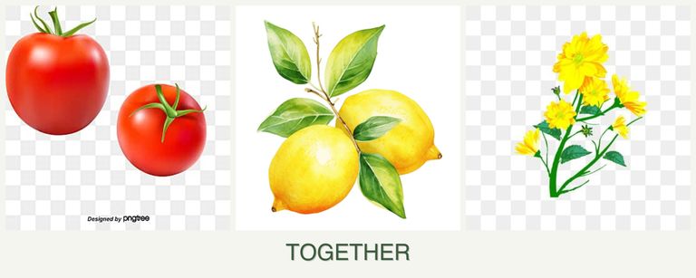 Can you plant tomatoes, lemons and calendula together?