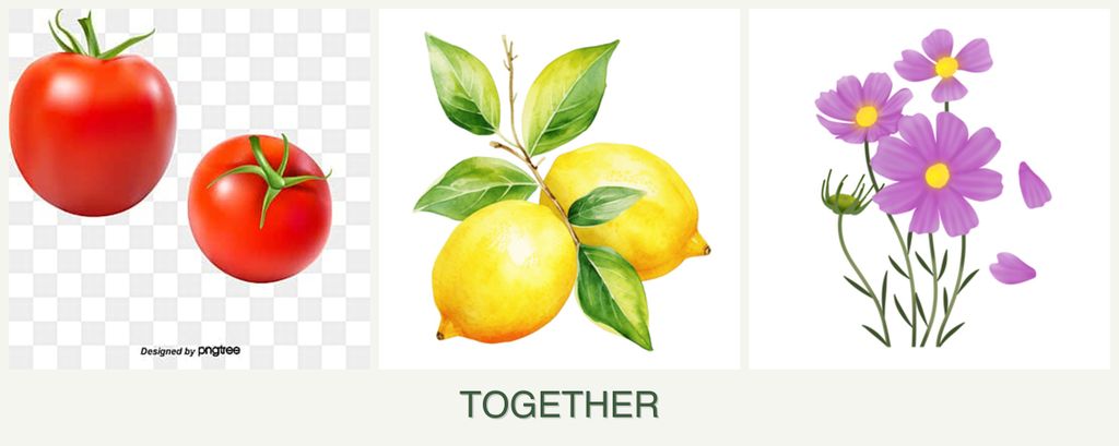 Can you plant tomatoes, lemons and cosmos together?