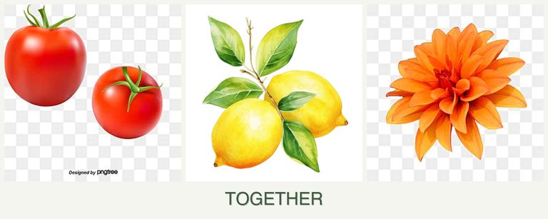 Can you plant tomatoes, lemons and dahlias together?