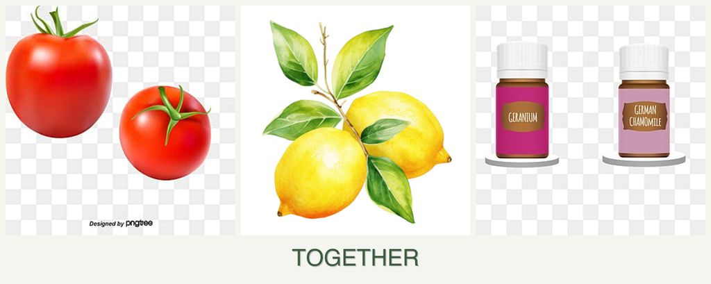 Can you plant tomatoes, lemons and geraniums together?