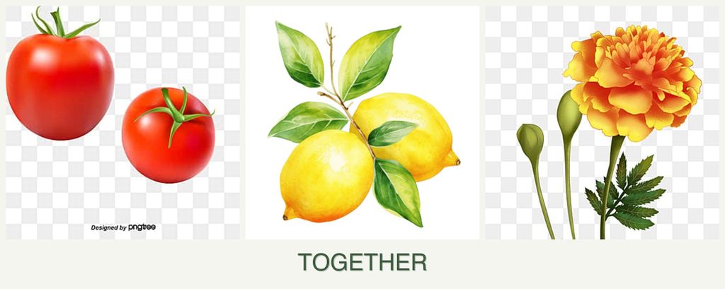 Can you plant tomatoes, lemons and marigolds together?