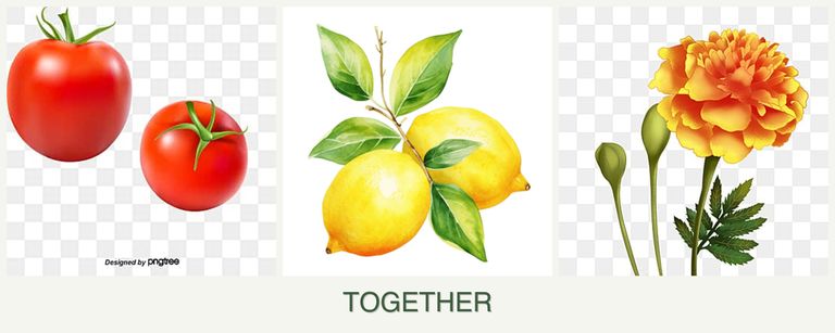 Can you plant tomatoes, lemons and marigolds together?