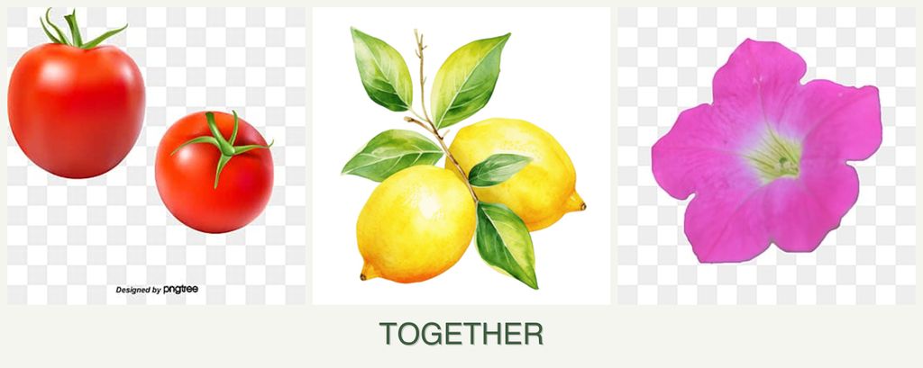 Can you plant tomatoes, lemons and petunias together?