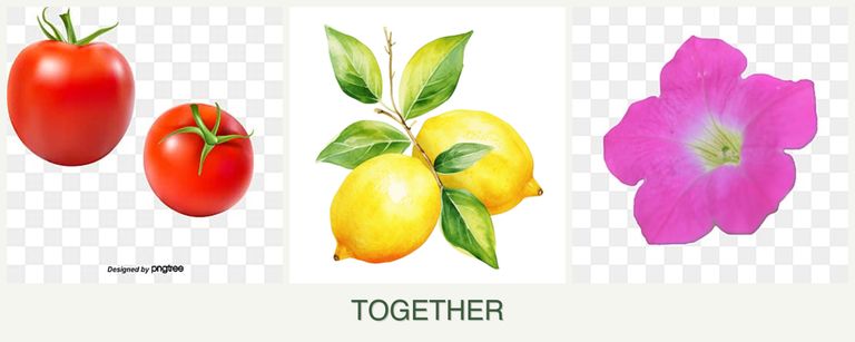 Can you plant tomatoes, lemons and petunias together?