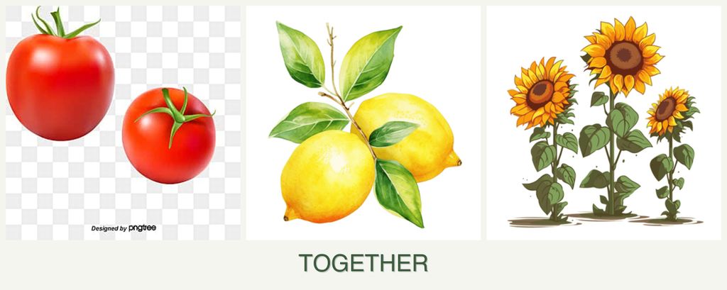 Can you plant tomatoes, lemons and sunflowers together?