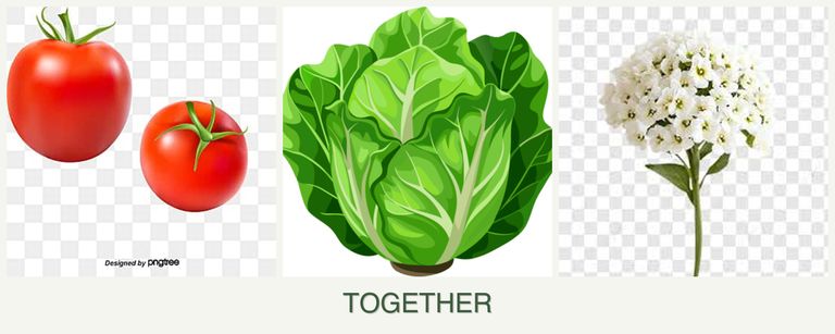 Can you plant tomatoes, lettuce and alyssum together?