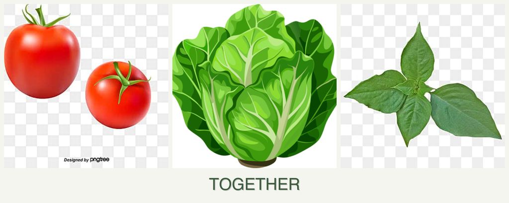 Can you plant tomatoes, lettuce and basil together?