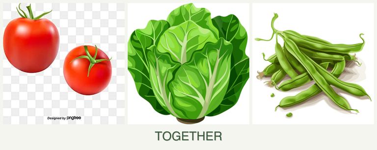 Can you plant tomatoes, lettuce and beans together?
