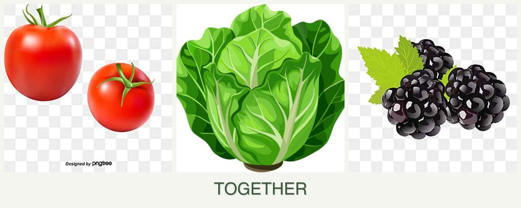 Can you plant tomatoes, lettuce and blackberries together?
