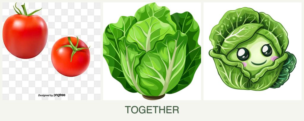 Can you plant tomatoes, lettuce and cabbage together?