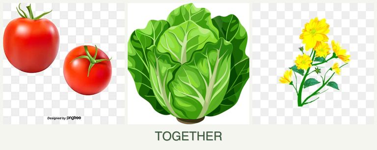 Can you plant tomatoes, lettuce and calendula together?