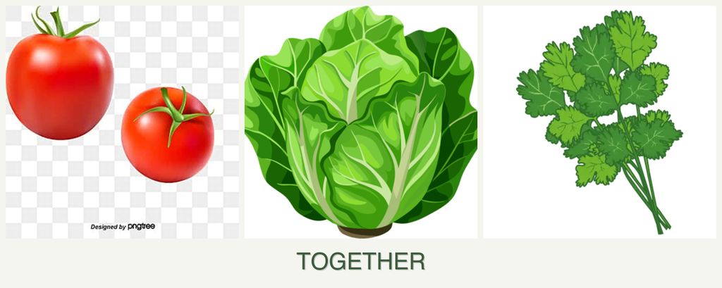 Can you plant tomatoes, lettuce and cilantro together?
