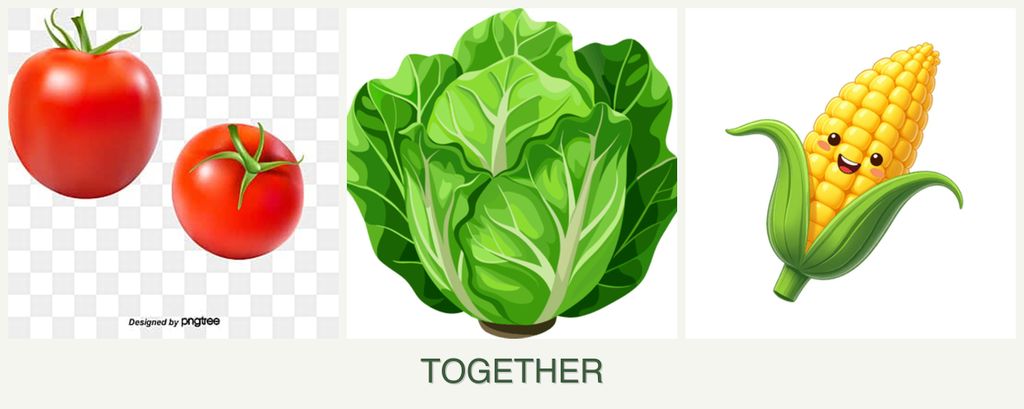 Can you plant tomatoes, lettuce and corn together?