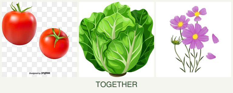 Can you plant tomatoes, lettuce and cosmos together?