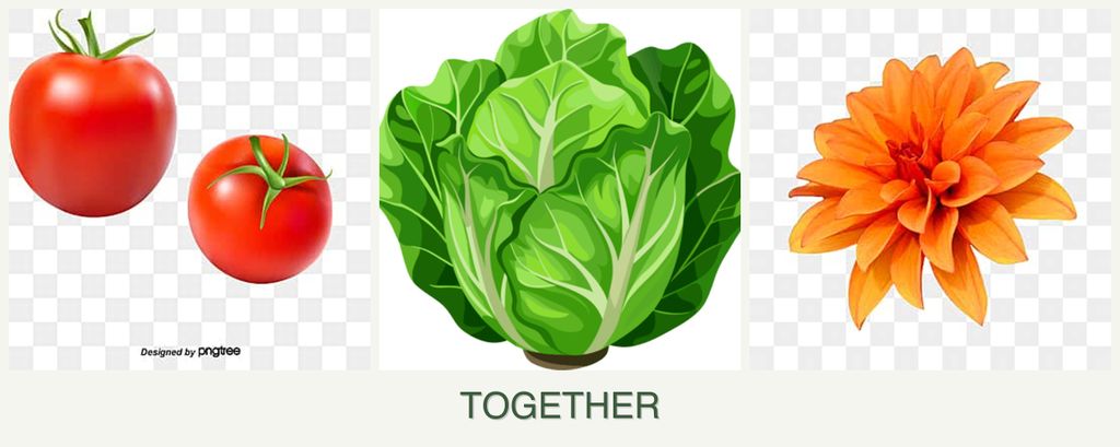 Can you plant tomatoes, lettuce and dahlias together?
